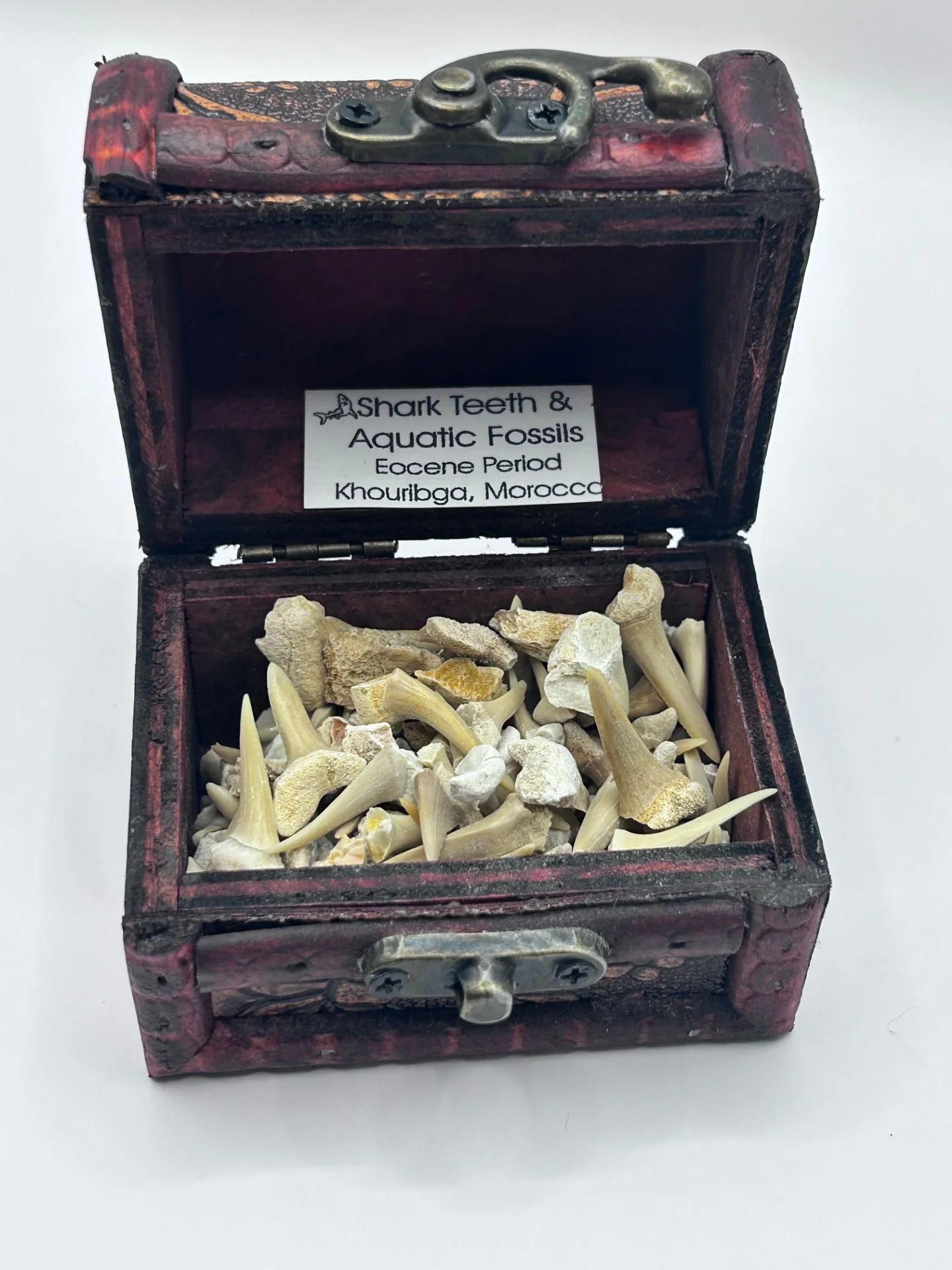 Shark Teeth & Aquatic Fossils