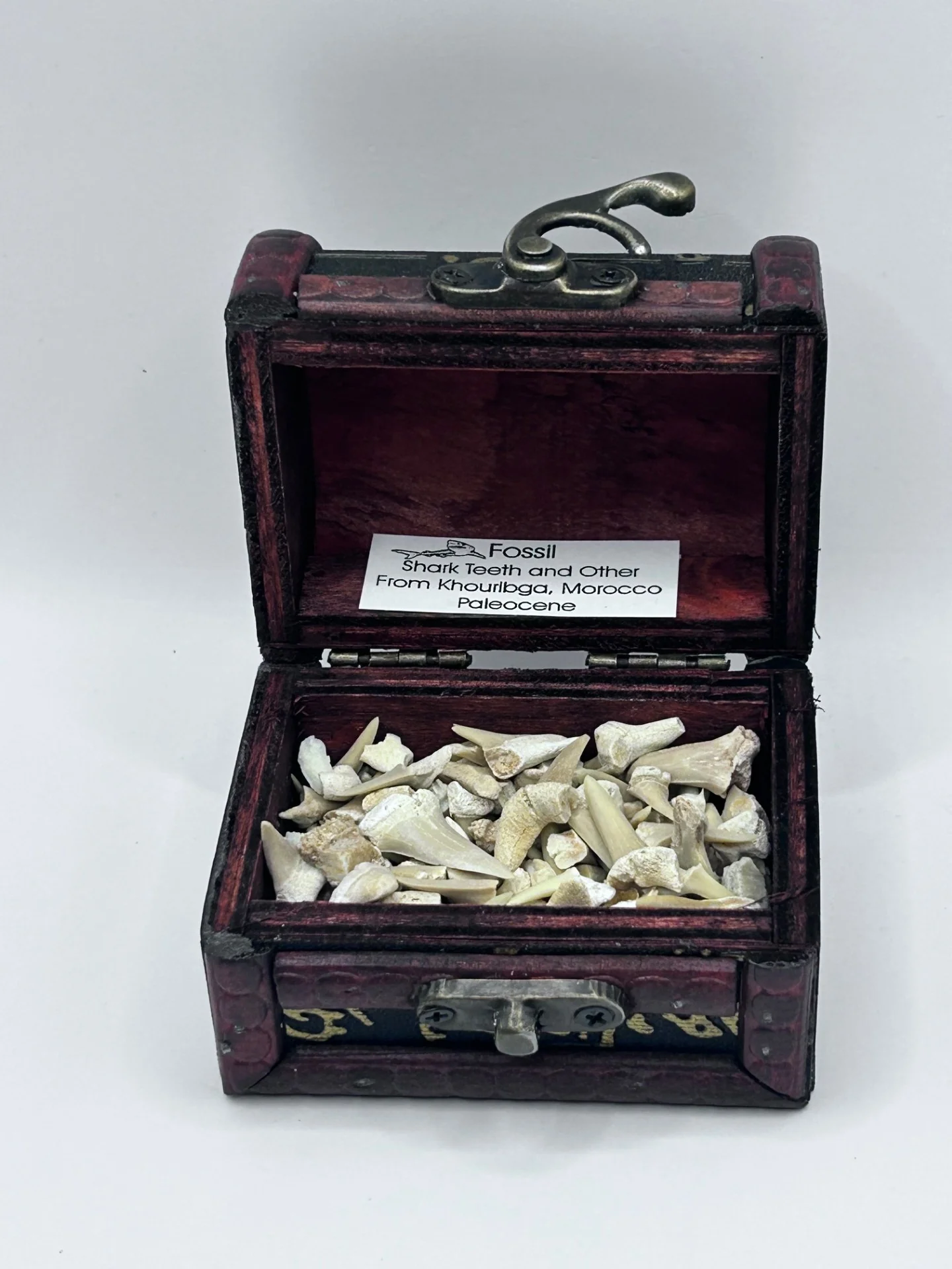 Shark Teeth & Aquatic Fossils