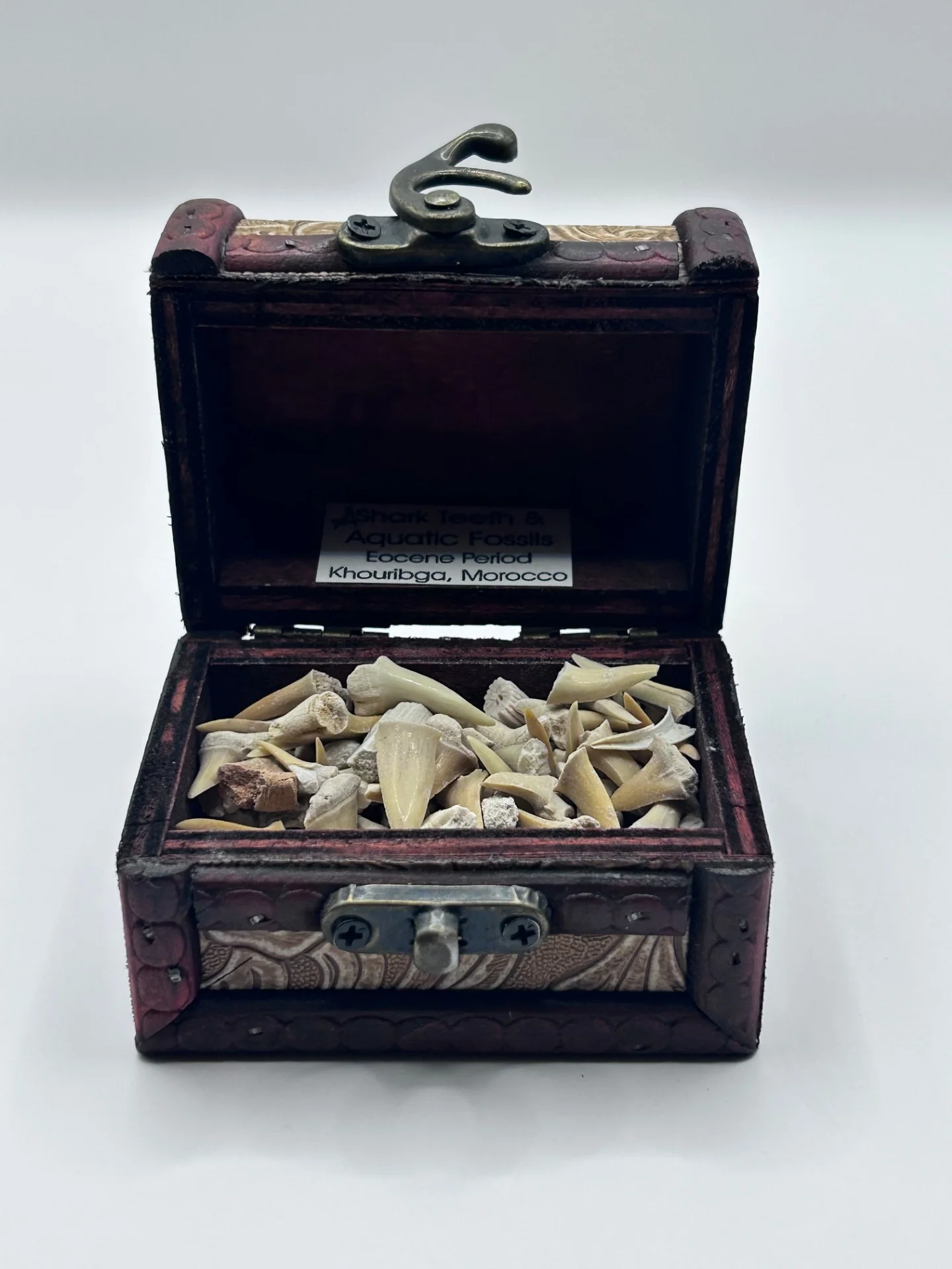 Shark Teeth & Aquatic Fossils