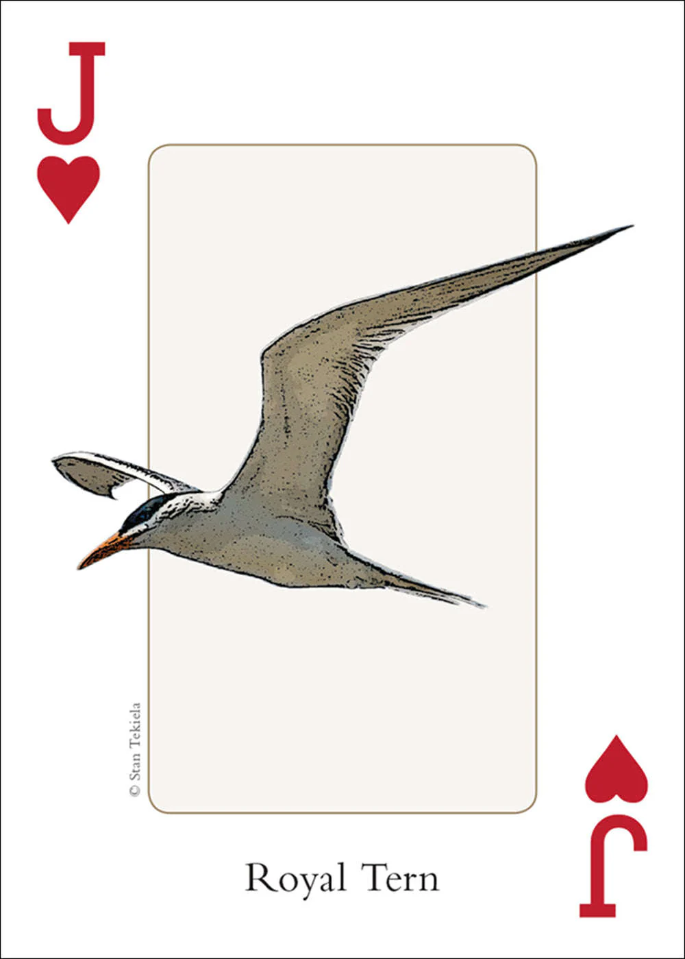 Southeast Birds Playing Cards - Image 2