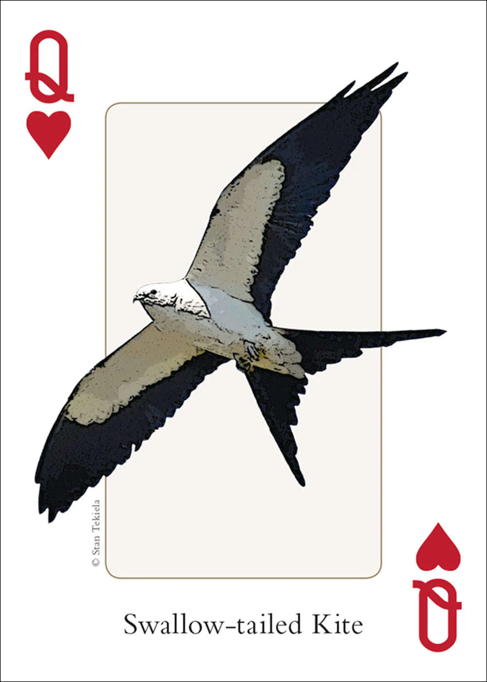 Southeast Birds Playing Cards - Image 3