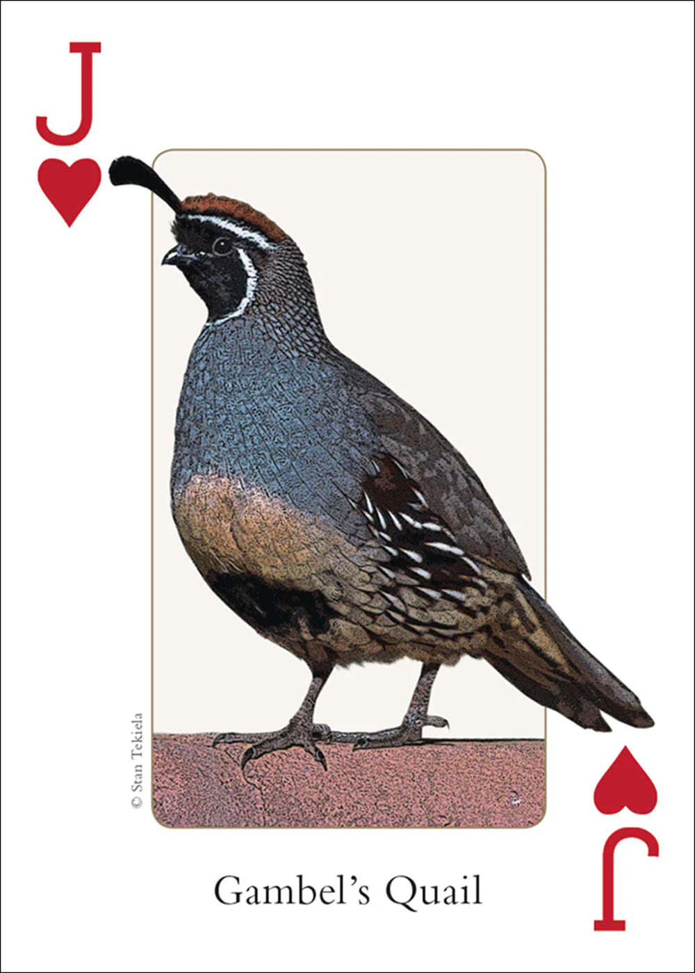 Southwest Birds Playing Cards - Image 2