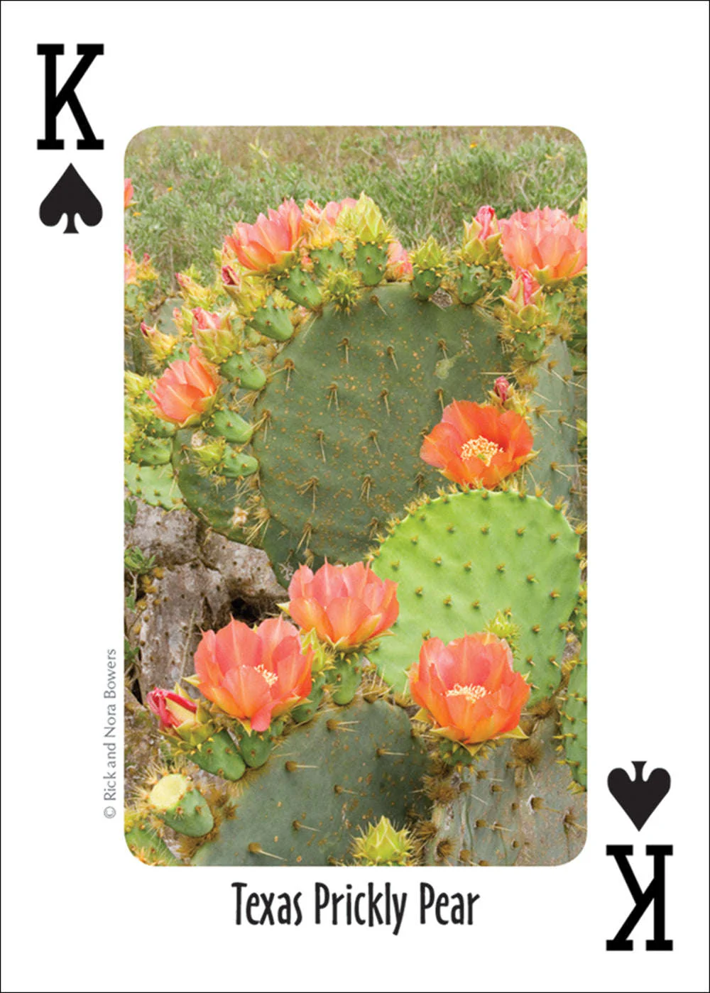 Southwest Cactus Playing Cards - Image 3