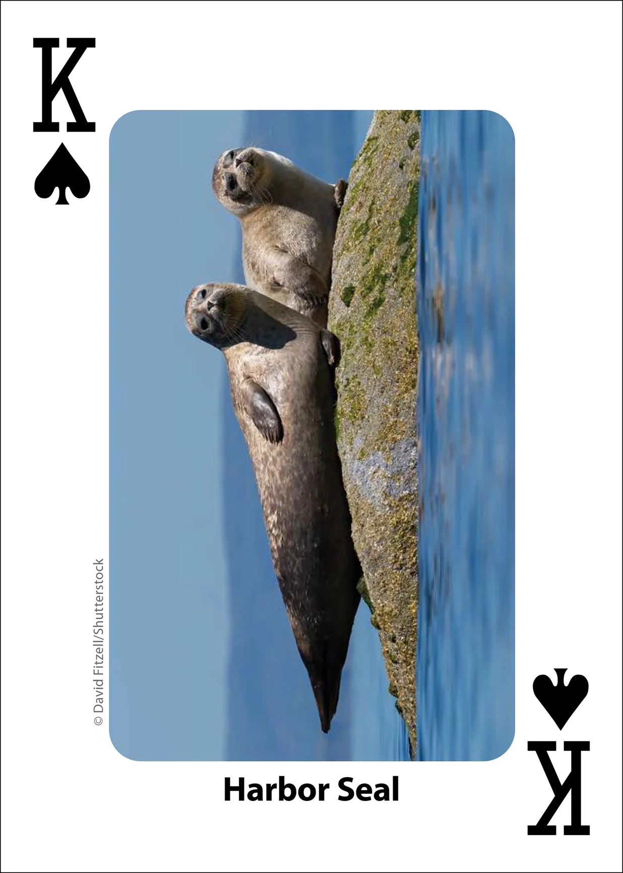 Whales, Dolphins, and Marine Mammals Playing Cards - Image 10