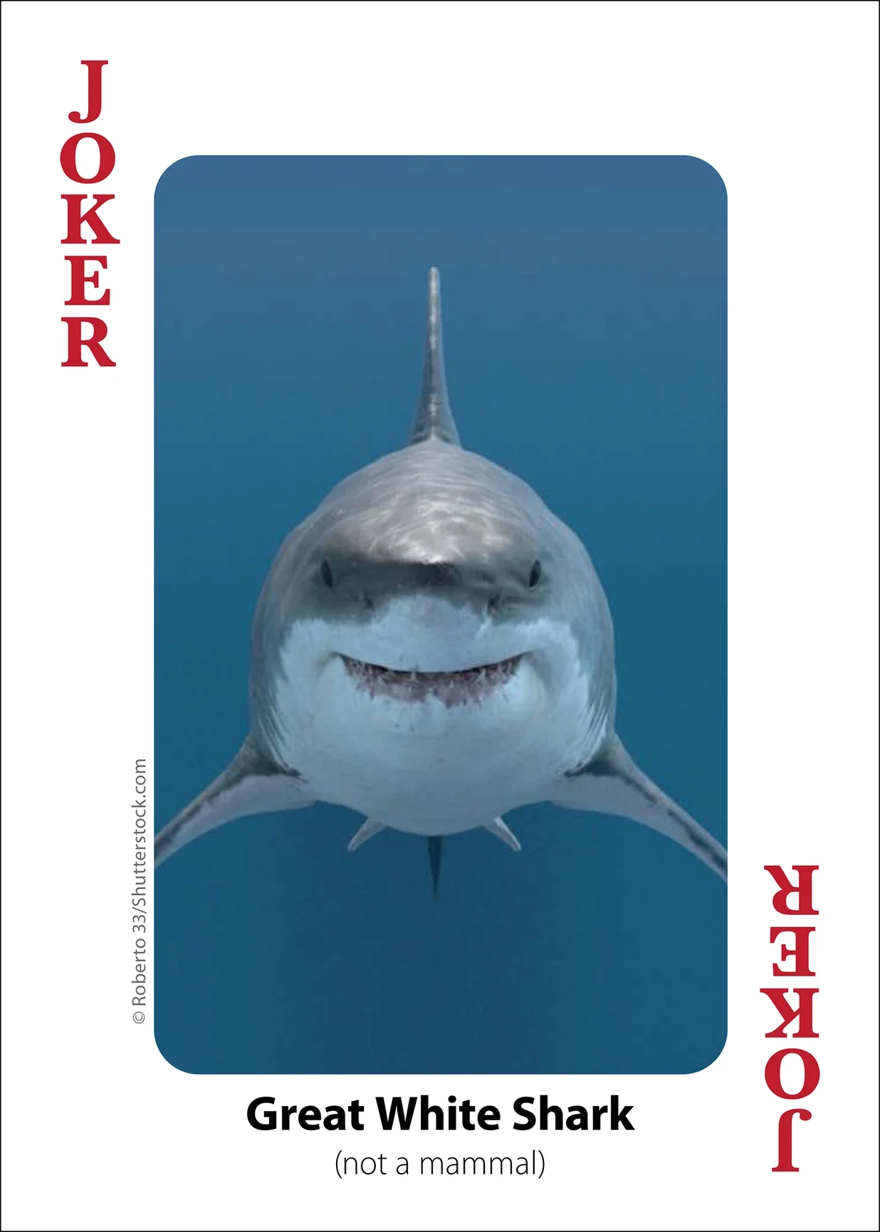 Whales, Dolphins, and Marine Mammals Playing Cards - Image 4