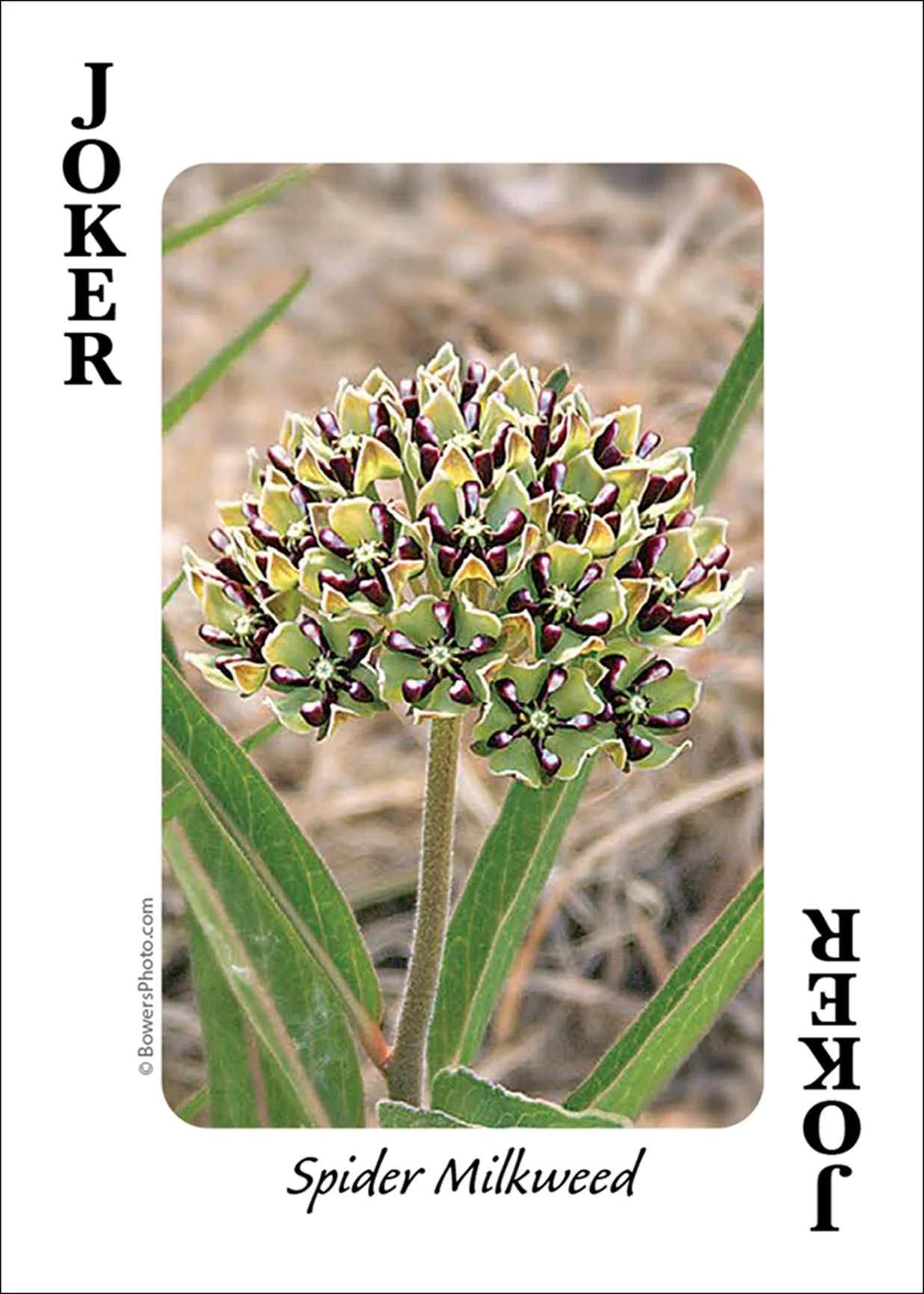 Wildflowers of Southwest Playing Cards - Image 7